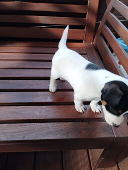 Jack Russel terier - 4