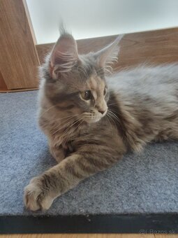 Mainská mývalia / Maine coon - 4