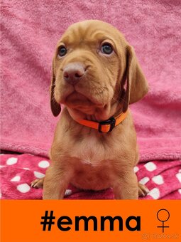 Maďarská vyžla bez PP - 4