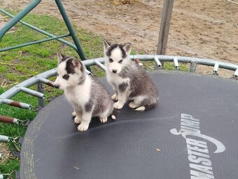 SIBÍRSKY HUSKY - 4