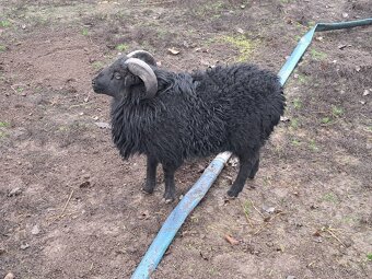 Quessantsky baran - 4