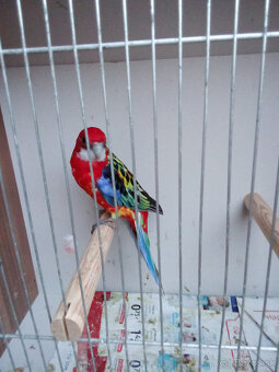 Rozela pestrá - krúžkovaná - 4