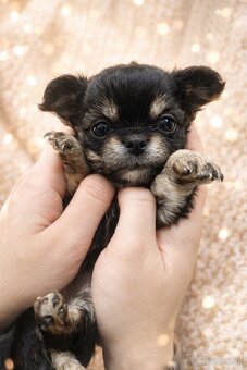 Čivava šteniatka s PP ( Psik a fenka ) - 4