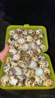 Prepelice japonské,prepeličie vajíčka,vajcia,trus,hnojivo - 4