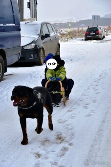 Rotvajler s PP na krytie - 4