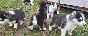 Sibírsky Husky - 4