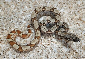 Boa imperator - Scoria Paradigm, IMG Arctic, IMG Paradigm - 4