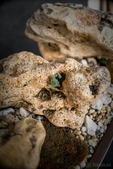 Krajinka Bonsai v miske 78x38cm - 4