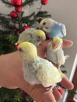 Andulky Dúhové Maznačikovia - 4