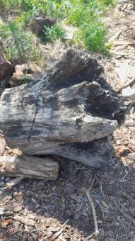 Subfosílny dub - cca 3000 rokov starý - 4