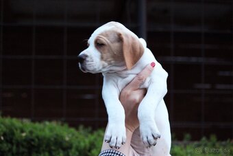 Anglický pointer, english pointer, stavač - 4