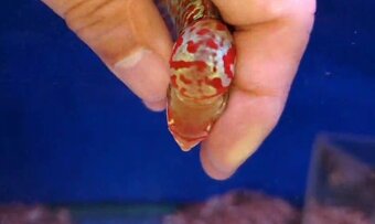 Flowerhorn kamfa shortbody - 4