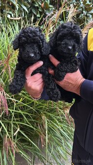 Pudel,Pudlík Trpasličí - 4