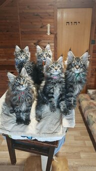 Mačiatko mainskej mývalej mačky s PP - 4