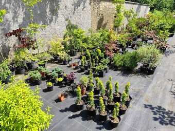 Okrasné dreviny, kríky - 4