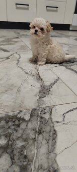 Predám Yorkshire terrier mini - 4