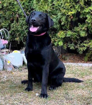Labrador - 4