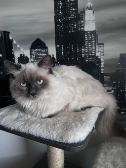 7 mesačný kocúrik Ragdoll - 4