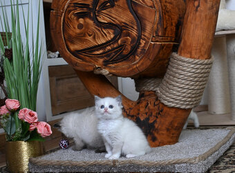 RAGDOLL mačička Julinka Leva s rodokmeňom / PP/ - 4