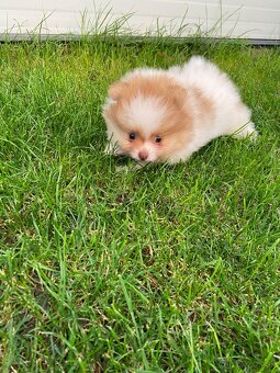 Pomeranian, špic, oranžový špic, pomik - 4