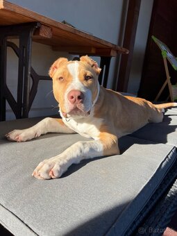Fenka American Bully XL - 4