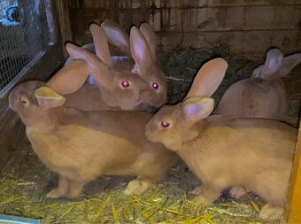 Burgundské králiky, viedenská modra - 4