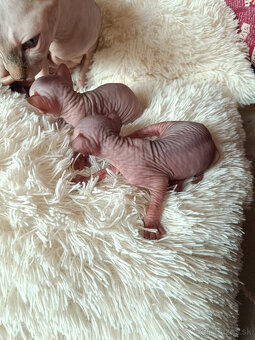 Sphynx mačiatka - 4