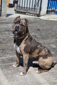 American Bully XXL /HAIBACH'S/ - 4
