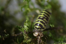 Pozor Isopody npr pre bioaktivne terária - 4