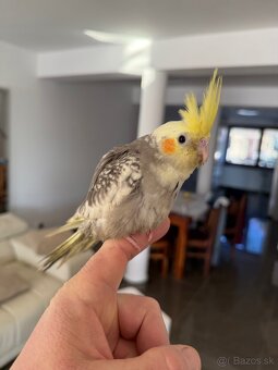 Korela Maznačik krotká - 4