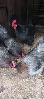 Kohuty australorpka cierne,sive - 4