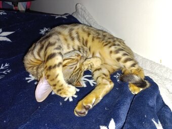 Bengalsky kocúr na krytie? - 4