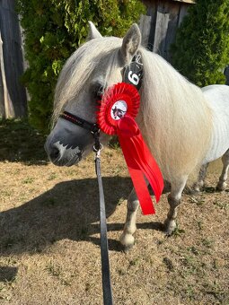 Pripustanie shetland pony - 4