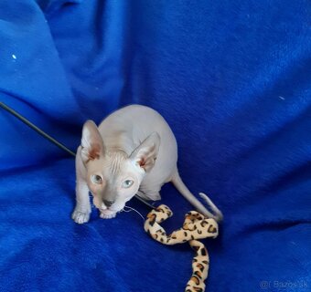 Don Sphynx Mačiatko - Kocúrik - 4