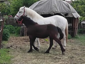 Kobyla plemena Percheron na predaj - 4