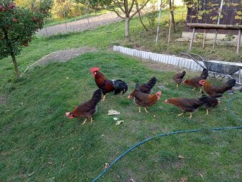 Cream legbar, marans a vlaška jarabičia /leghorn brown/ - 4