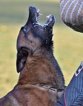 Belgický ovčiak malinois - 4