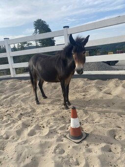 Predam Mulu / mulicu pony x osol - 4