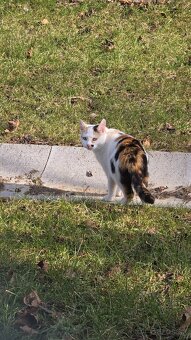 Mačičky Kitty a Riško - 4