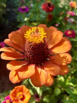 Cínia pôvabná - 4