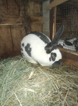 Nemecký obrovitý strakáč - 4