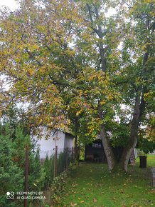 orechové drevo už spílené - 4