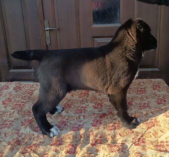 Stredoazijský ovčiak - 4