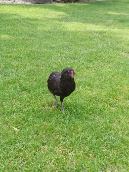 Araucana - rôzne farby - 4