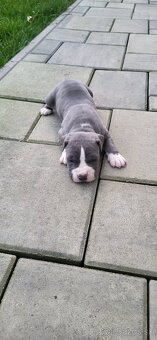 Americký stafordširsky terier - 4