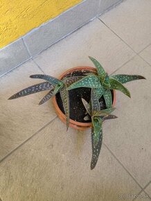 Aloe Vera - rastlinky - 4