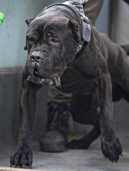Bandog na krytie - 4