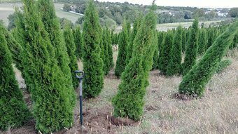 Tuja Smaragd, vavrínovec, červienka, gaštan - Rožňava - 4