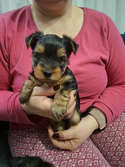 Predám Yorkshire šteniatka... - 4