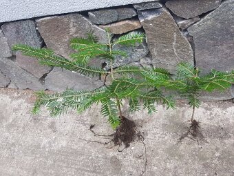 Smrek, jedla, borovica - 4